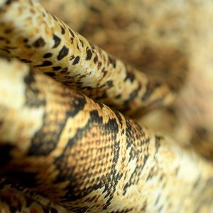 Saten Elastic Imprimat Sarpe 2 5 Saten Elastic Imprimat Sarpe 2